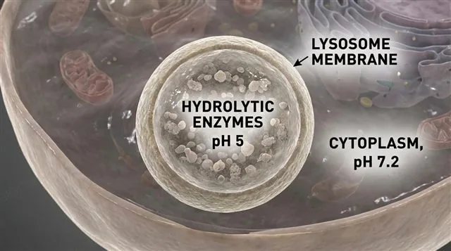 A lysosome containing hydrolytic enzymes at pH 5, sealed off from the near-neutral cytoplasm at pH 7.2, labeled