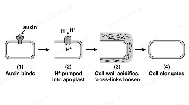 A four-stage sequence in biological order: auxin binds, H+ pumped into apoplast, cell wall acidifies and cross-links loosen, cell elongates, labeled accordingly with single-direction arrows