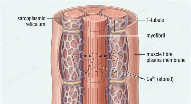 A muscle fibre cross-section with the sarcoplasmic reticulum wrapped around a myofibril storing calcium ions and a T-tubule carrying an electrical impulse inward, labeled