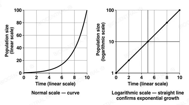 A flat two-panel diagram with numeric axes, left panel a normal-scale graph showing a steeply curving exponential line labeled normal scale curve, right panel a logarithmic-scale graph showing a perfectly straight diagonal line labeled logarithmic scale straight line confirms exponential growth