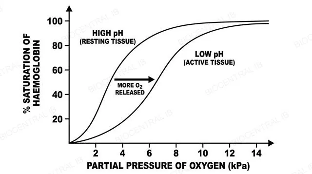 Two oxygen dissociation curves on the same axes, one for resting tissue at normal pH shifted left and one for actively respiring tissue at lower pH shifted right, with an arrow showing more oxygen released at the same partial pressure in the right-shifted curve, labeled
