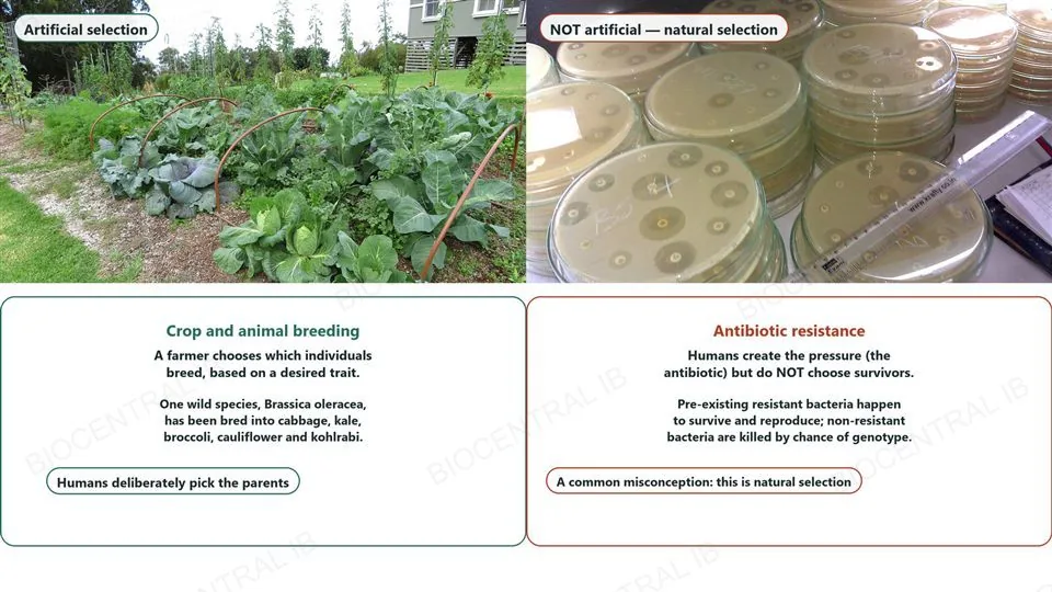Two real photographs side by side. Left, a vegetable garden with several Brassica oleracea varieties, cabbage and kale, growing together, labelled artificial selection. Right, a laboratory bench with many stacked petri dishes showing antibiotic disk diffusion zones of inhibition, labelled not artificial, natural selection. Below each photo, a card: left explains crop and animal breeding as a farmer deliberately choosing parents, with the Brassica oleracea example; right explains antibiotic resistance as humans creating the pressure but not choosing survivors, pre-existing resistant bacteria surviving by chance of genotype, flagged as a common misconception.