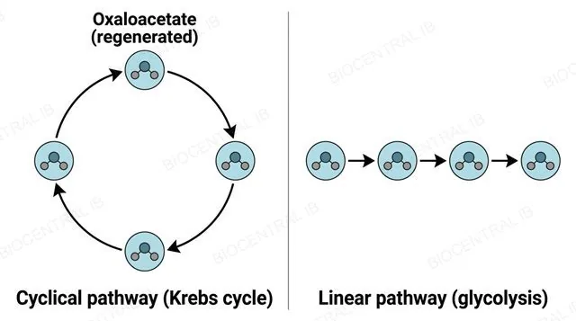 Two-panel diagram: left panel showing four molecules connected in a closed circular arrow loop labeled cyclical pathway (Krebs cycle) with oxaloacetate regenerated at the starting point; right panel showing four molecules connected by a straight one-directional arrow sequence labeled linear pathway (glycolysis) ending at a final product with no loop back