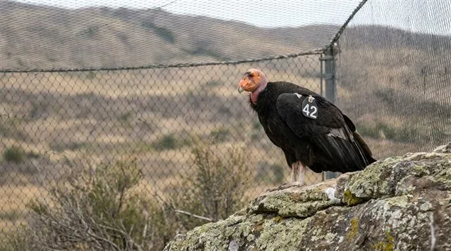 A California condor with a wing tag in a captive-breeding aviary, an example of ex situ conservation