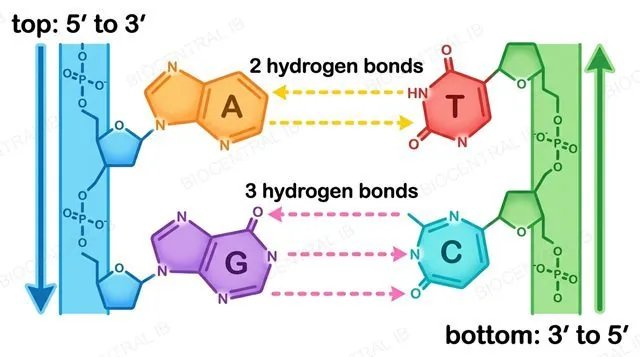 A-T base pair with two hydrogen bonds and G-C base pair with three hydrogen bonds, strands shown running in opposite directions