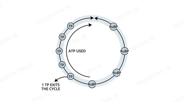 Cycle diagram showing five triose phosphate molecules using ATP to regenerate three RuBP molecules, with one triose phosphate exiting the cycle, labeled