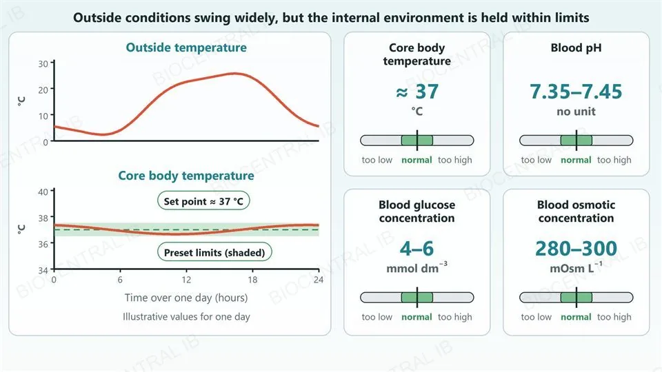 Left, two graphs over one day. The outside temperature rises and falls by more than 20 degrees Celsius, while the core body temperature stays in a narrow shaded band around a dashed set point of about 37 degrees Celsius. Right, four cards showing the normal value of each homeostatic variable: core body temperature about 37 degrees Celsius, blood pH 7.35 to 7.45, blood glucose concentration 4 to 6 millimoles per cubic decimetre, and blood osmotic concentration 280 to 300 milliosmoles per litre, each with a gauge marked too low, normal and too high.