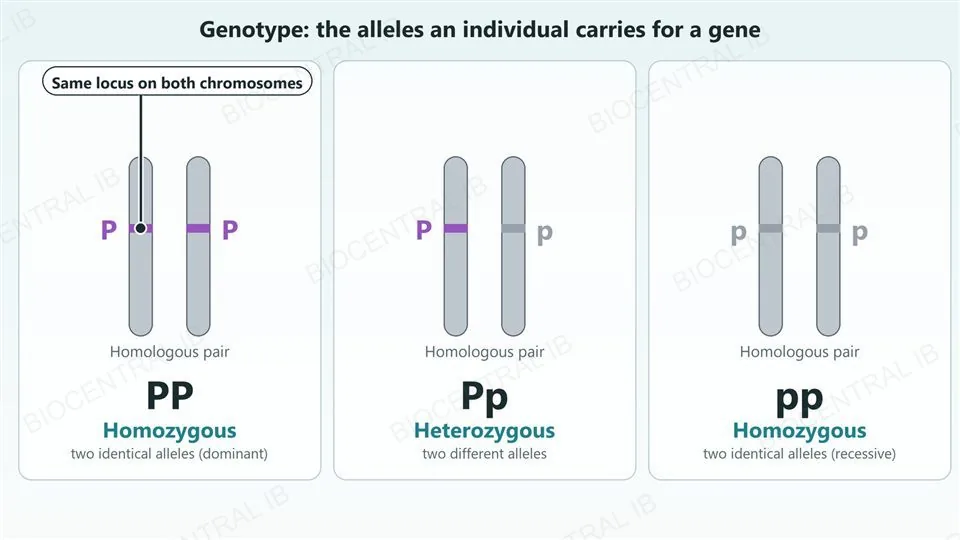 Three cards each showing a pair of homologous chromosomes with a coloured band at the same locus and an allele beside each band. PP has a purple P on both chromosomes and is homozygous, with two identical dominant alleles. Pp has a purple P on one and a grey p on the other and is heterozygous, with two different alleles. pp has a grey p on both and is homozygous, with two identical recessive alleles.