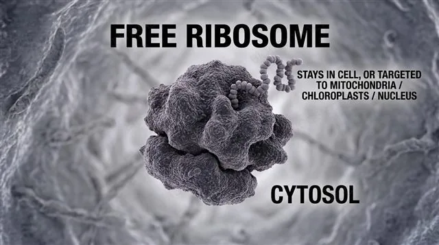 A free ribosome in the cytosol making a protein that stays in the cell or is targeted to mitochondria, chloroplasts or the nucleus, labeled