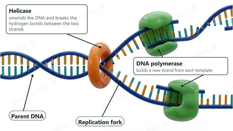 A DNA double helix opening into a replication fork: helicase, an orange ring at the junction, unwinds the DNA and breaks the hydrogen bonds, and two green DNA polymerase enzymes each build a new strand on a template