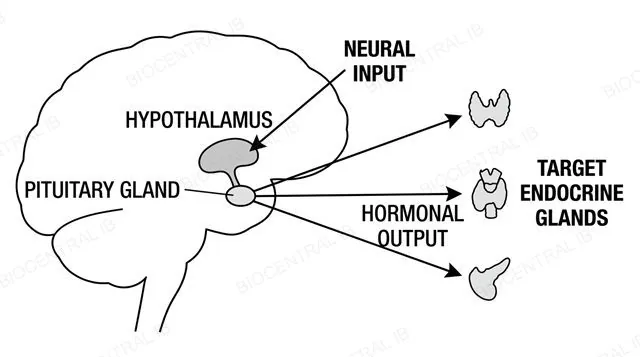 A brain outline showing the hypothalamus connected to the pituitary gland, with arrows to target endocrine glands, labeled hypothalamus, pituitary gland, target endocrine glands, neural input and hormonal output