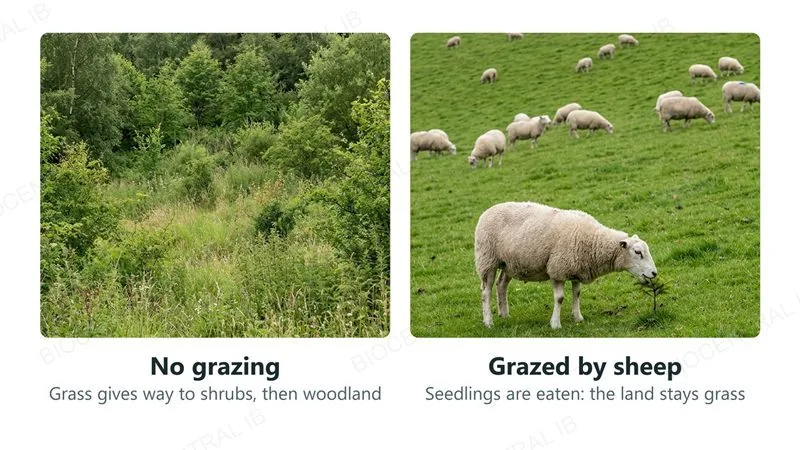 Two photographs: without grazing, grass gives way to shrubs and woodland; with sheep grazing, one sheep bites a tree seedling and the land stays short grass