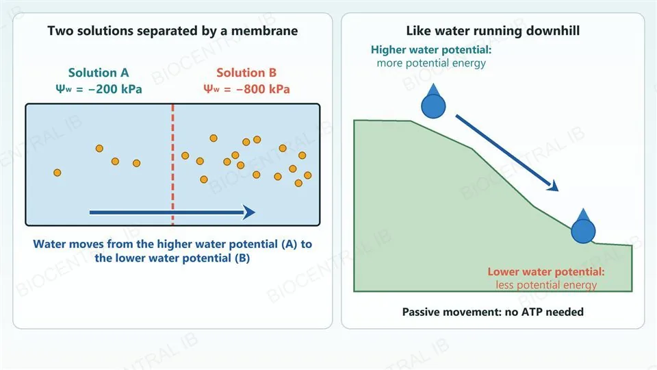 Two solutions separated by a membrane, solution A at minus 200 kPa with four solute particles and solution B at minus 800 kPa with sixteen, with an arrow showing water moving from A to B; beside it, a droplet at the top of a slope labelled higher water potential and more potential energy rolling to the bottom labelled lower water potential and less potential energy, captioned that the movement is passive with no ATP needed.