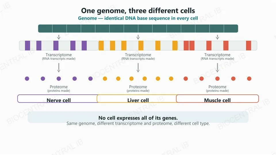 A shared teal Genome bar at the top feeding three cell-type panels below — nerve cell, liver cell, muscle cell — each with its own differently coloured subset of highlighted Transcriptome segments and Proteome dots, captioned 