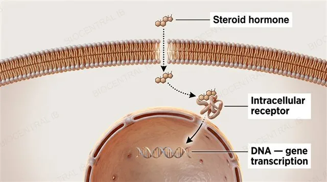 A steroid hormone crossing the plasma membrane, binding an intracellular receptor, and the hormone-receptor complex entering the nucleus to bind DNA, labeled steroid hormone, intracellular receptor and DNA gene transcription