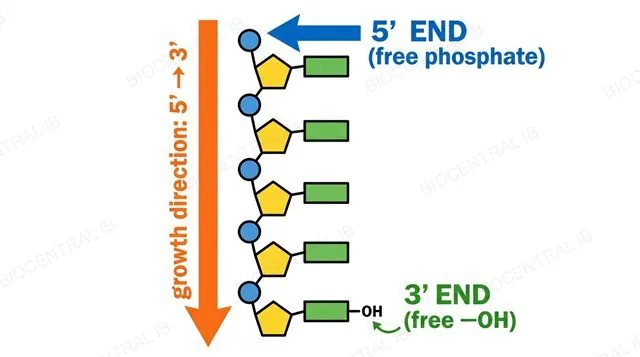 A DNA strand with the 5' phosphate end and 3' hydroxyl end explicitly labelled, with an arrow showing the 5' to 3' growth direction