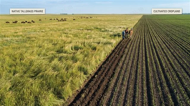 Historic tallgrass prairie landscape in the central United States being ploughed and converted into farmland, showing the boundary between native prairie grassland and cultivated cropland