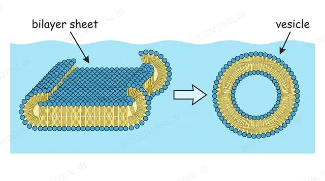 A flat bilayer sheet curling up and closing into a hollow spherical vesicle