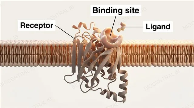 A transmembrane receptor protein spanning a lipid bilayer with a pocket-shaped binding site, a small ligand molecule approaching it, labeled receptor, binding site and ligand