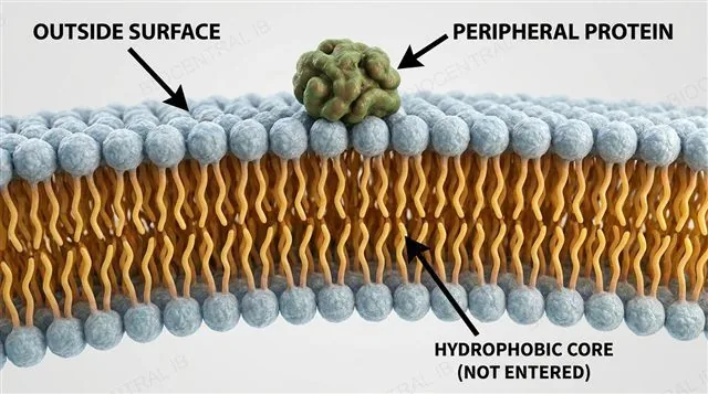 A peripheral protein attached to the outer surface of the phospholipid bilayer, not entering the hydrophobic core, labeled