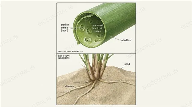 Cross-section of a rolled marram grass leaf showing sunken stomata in pits, an enclosed humid air space, and deep-growing rhizomes anchoring the plant in sand, labeled, photorealistic detail