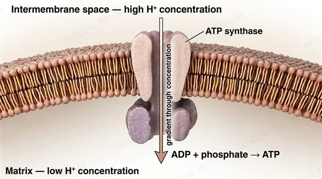 Labeled inner membrane cross-section showing ATP synthase with H+ flowing from the intermembrane space into the matrix, coupled to ATP synthesis