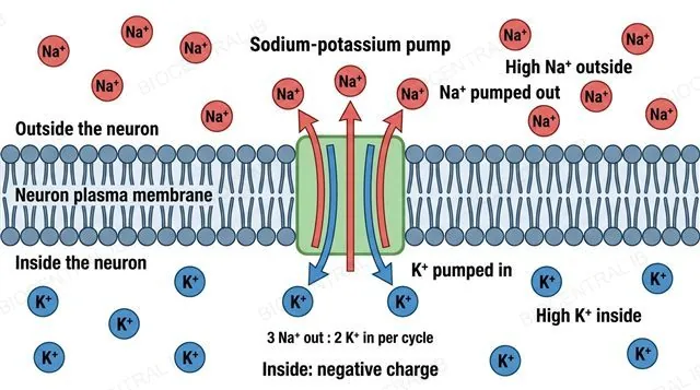 A neuron membrane cross-section showing the sodium-potassium pump moving three sodium ions out of the cell and two potassium ions into the cell, with concentration labels higher sodium outside and higher potassium inside, labeled sodium-potassium pump, Na+ out and K+ in