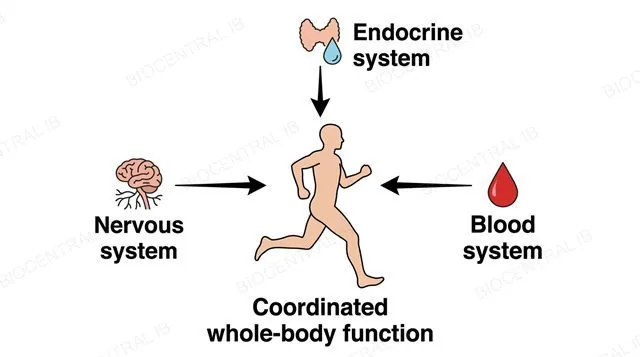 A body silhouette with nervous system, endocrine system and blood system icons pointing inward toward it with converging arrows, labeled nervous system, endocrine system, blood system and coordinated whole-body function