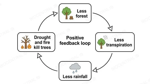 A loop of four linked boxes: less forest, less transpiration, less rainfall, more drought and fire with more trees dying, which leads back to less forest