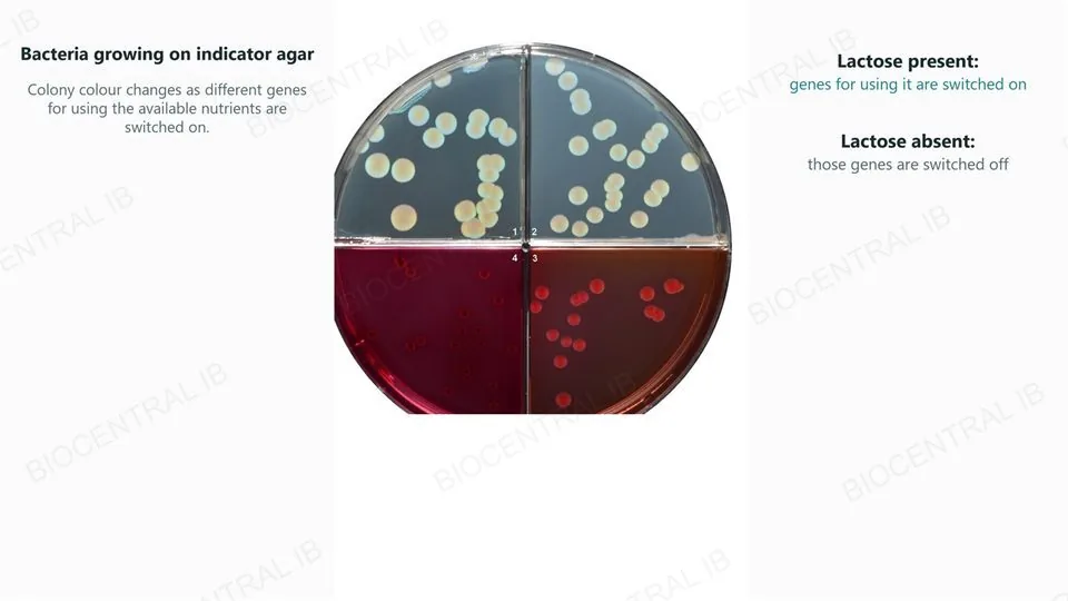 A real photograph of bacterial colonies growing on indicator agar in four quadrants, cream-coloured colonies on grey-blue agar and red colonies on magenta and orange agar, captioned that lactose presence switches on the genes for using it and lactose absence switches them off.