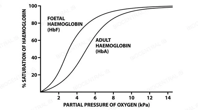 Two oxygen dissociation curves on the same axes, percent saturation of haemoglobin against partial pressure of oxygen in kilopascals, with the foetal haemoglobin curve shifted to the left of the adult haemoglobin curve, labeled per the IB data booklet convention
