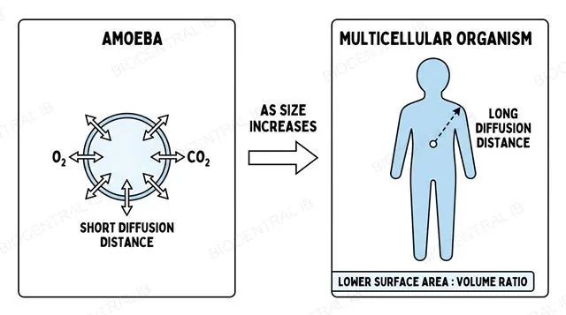 A small unicellular organism like Amoeba exchanging gas directly across its cell membrane, next to a much larger multicellular organism where the diffusion distance from core to surface is far greater, labeled with surface area to volume ratio
