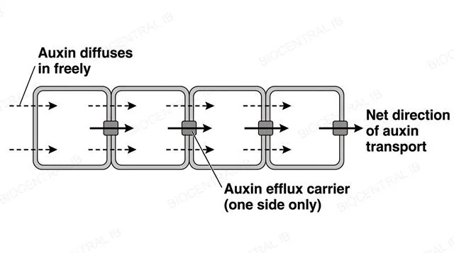 A row of four plant cells with auxin diffusing in freely through both membranes but exiting only through an efflux carrier positioned on the right-hand membrane of each cell, producing a net left-to-right transport direction, labeled auxin diffuses in freely, auxin efflux carrier one side only and net direction of auxin transport