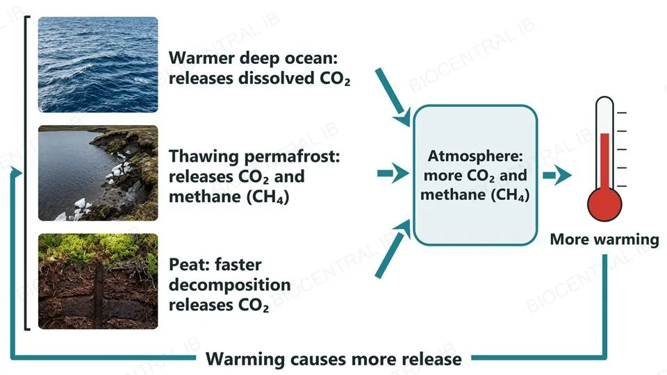 Three photographs, deep ocean, a thawing permafrost lake and a peat bank, each labelled with the greenhouse gas it releases when warmed, with arrows into a box for the atmosphere, on to a thermometer marked more warming, and back to the three stores
