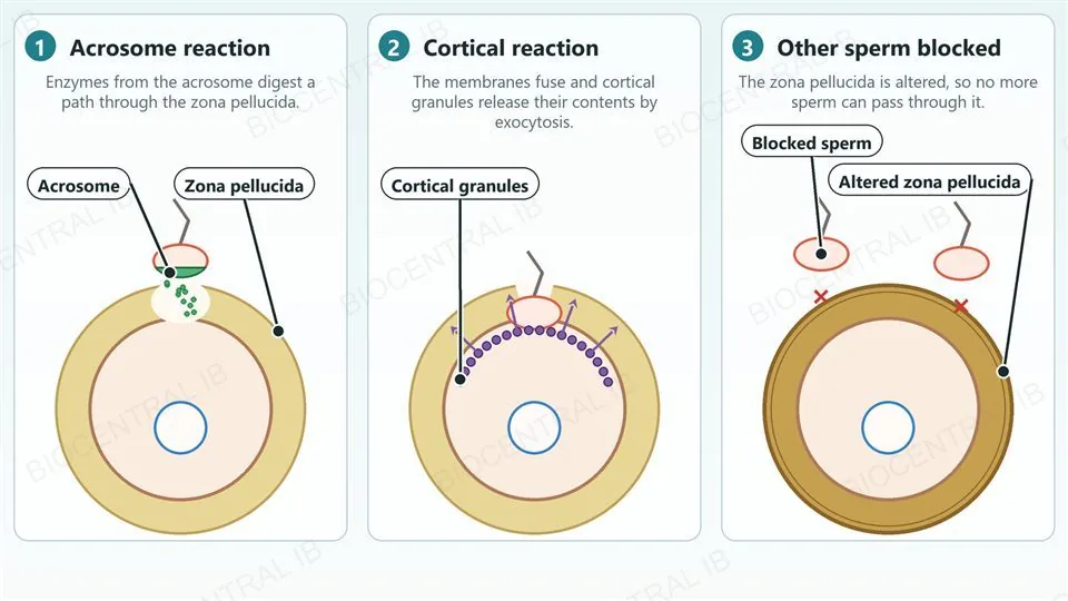 Three panels. 1 Acrosome reaction: a sperm head releases enzymes from its acrosome and digests a path through the zona pellucida around the egg. 2 Cortical reaction: after the sperm membrane fuses with the egg membrane, cortical granules beneath the egg surface release their contents by exocytosis. 3 The changed zona pellucida blocks other sperm.