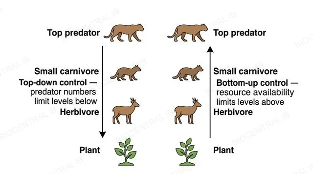 A flat two-panel vertical food chain diagram, left panel showing a downward arrow from a top predator through all trophic levels labeled top-down control predator numbers limit levels below, right panel showing an upward arrow from a producer through all trophic levels labeled bottom-up control resource availability limits levels above