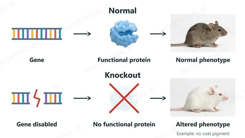 A normal gene makes a functional protein and a normal grey-brown mouse; a knocked-out gene makes no functional protein and gives an altered phenotype, shown by a white mouse without coat pigment