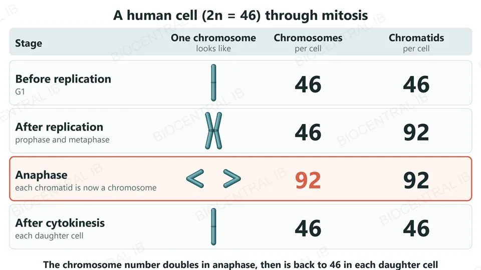 A table of chromosome and chromatid counts for a human cell through mitosis, with a picture of a chromosome at each stage. Before replication: 46 chromosomes and 46 chromatids. After replication, in prophase and metaphase: 46 chromosomes and 92 chromatids. In anaphase, highlighted: 92 chromosomes and 92 chromatids, each separated chromatid now counted as a chromosome. In each daughter cell after cytokinesis: 46 chromosomes and 46 chromatids.