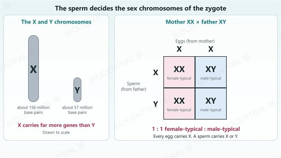 Left, a large X chromosome and a much smaller Y chromosome drawn to scale, about 156 and 57 million base pairs, with the note that X carries far more genes than Y. Right, a Punnett grid of mother XX by father XY: eggs are both X, sperm are X and Y, and the four offspring are XX, XY, XX and XY, giving female-typical and male-typical zygotes in a 1 : 1 ratio.