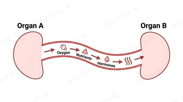 A blood vessel connecting two organs carrying oxygen, nutrient and hormone icons in one direction, labeled organ A, organ B, oxygen, nutrients and hormones