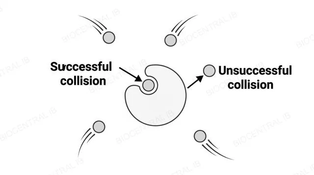 A diagram of enzyme and substrate molecules scattered in solution with curved motion-trail arrows showing random undirected movement, one substrate colliding successfully into an active site labeled successful collision, another substrate bouncing off at the wrong angle labeled unsuccessful collision