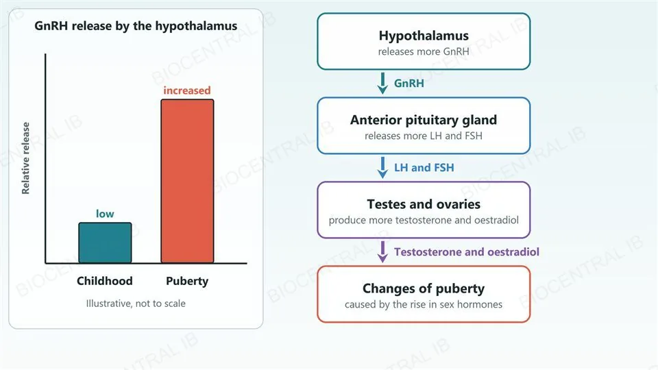 A flow chart: in childhood, low GnRH release; at puberty the hypothalamus increases GnRH release, which makes the pituitary release more LH and FSH, which act on the testes and ovaries to raise testosterone and oestradiol, which cause the changes of puberty.