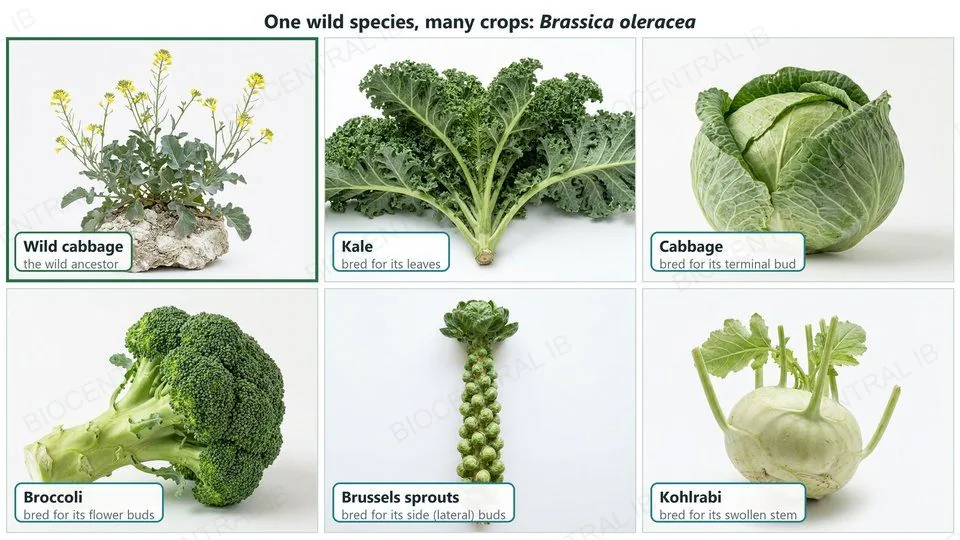 Six photographs: wild cabbage, Brassica oleracea, the wild ancestor; kale, bred for its leaves; cabbage, bred for its terminal bud; broccoli, bred for its flower buds; Brussels sprouts, bred for its side buds; kohlrabi, bred for its swollen stem