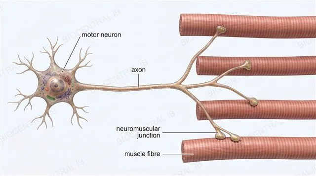 A single motor neuron branching to innervate several muscle fibres via neuromuscular junctions, labeled