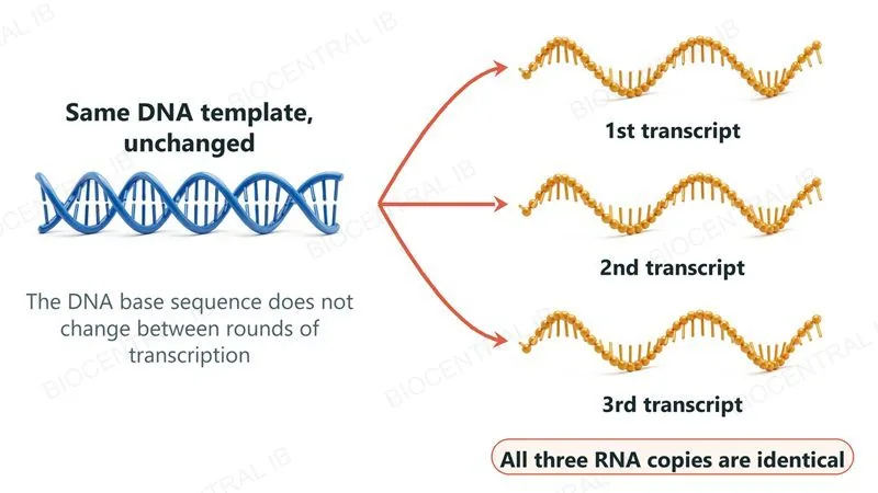 One unchanged DNA double helix on the left with three arrows, one to each of three identical single-stranded RNA transcripts labelled 1st, 2nd and 3rd transcript, showing that the same template makes identical copies again and again.