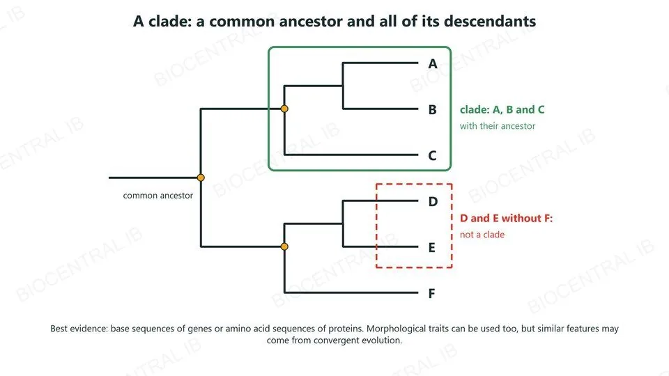 A cladogram of six species, A to F. A green box encloses A, B and C with their common ancestor: a clade. A dashed red box around D and E but not F is not a clade. A note says the best evidence comes from base or amino acid sequences; morphological traits can be used but similar features may come from convergent evolution