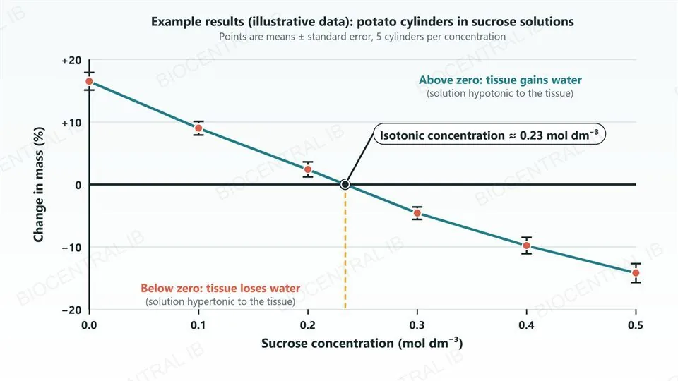 An example line graph with illustrative data: percentage change in mass of potato cylinders falls from about plus sixteen at zero sucrose concentration to about minus fourteen at 0.5 mol per cubic decimetre, with error bars on every point, crossing zero at an isotonic concentration of about 0.23 mol per cubic decimetre, with regions above and below zero labelled as gaining and losing water.