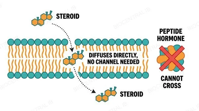 A small non-polar steroid molecule with its characteristic four-ring structure diffusing directly through a phospholipid bilayer, next to a polar peptide hormone blocked at the membrane surface
