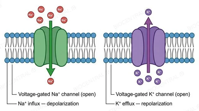 Two panels of a neuron membrane at the threshold potential: the first showing an open voltage-gated sodium channel with sodium ions moving into the cell, the second showing an open voltage-gated potassium channel with potassium ions moving out of the cell, each with one single-direction arrow, labeled voltage-gated sodium channel open Na+ influx depolarization and voltage-gated potassium channel open K+ efflux repolarization