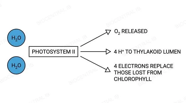 Diagram of photolysis at photosystem II showing two water molecules splitting into oxygen, four hydrogen ions and four electrons, labeled with arrows